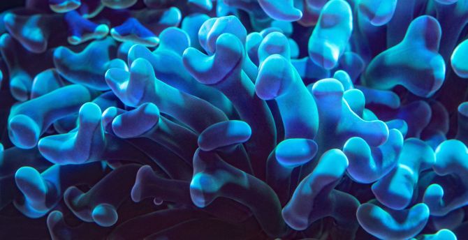 Underwater, coral, close up, blue wallpaper