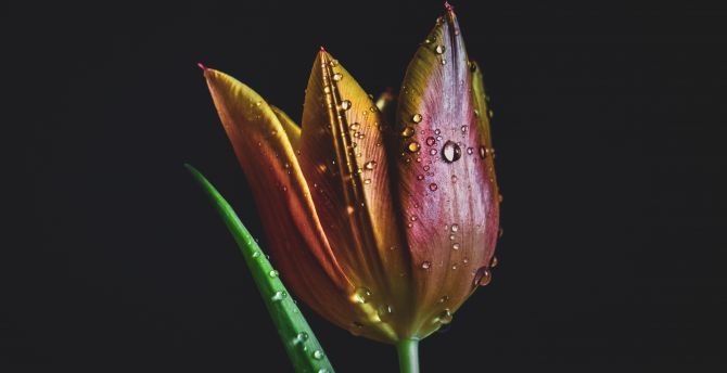 Drops, colorful, tulip wallpaper