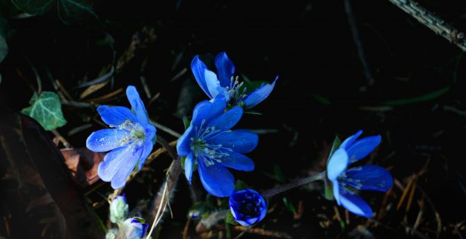 Blue flowers, flora, spring wallpaper