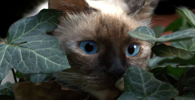 Cat, leaves, muzzle, blue eyes wallpaper