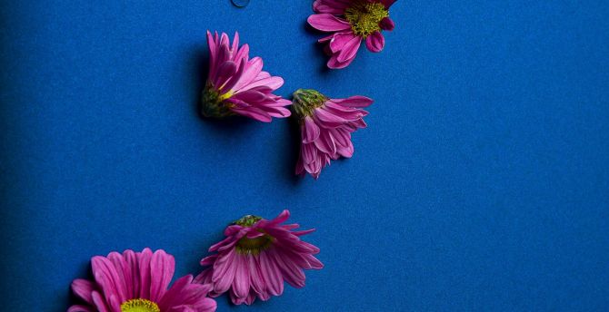 Pink daisy, flowers wallpaper