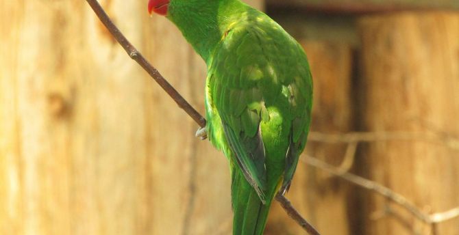 Green parrot, adorable, bird wallpaper