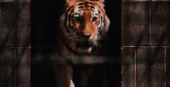 Tiger, wild, predator wallpaper