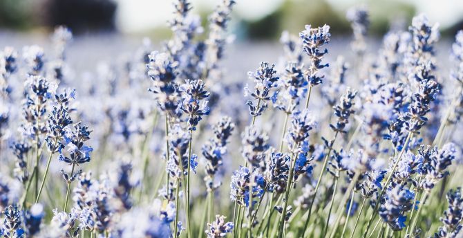 Meadow, blue, small flowers, flora wallpaper
