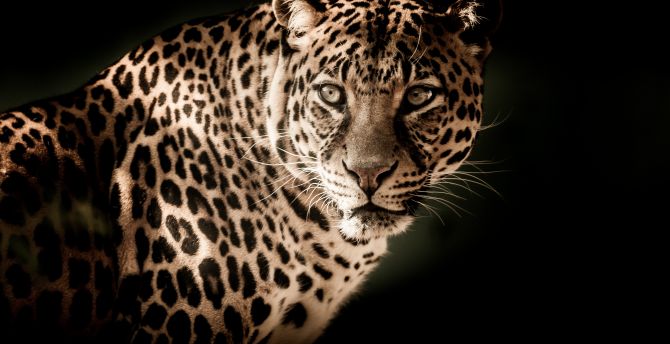 Leopard, predator, muzzle, wild cat, portrait wallpaper