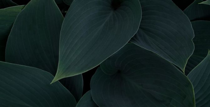 Plant, green-dark leaves, close up wallpaper