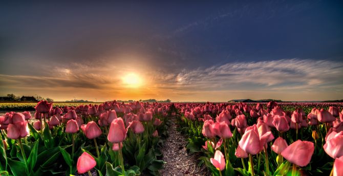 Farm, flowers, tulip, sunset wallpaper