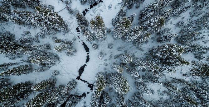 Winter, aerial view, trees, forest, white wallpaper