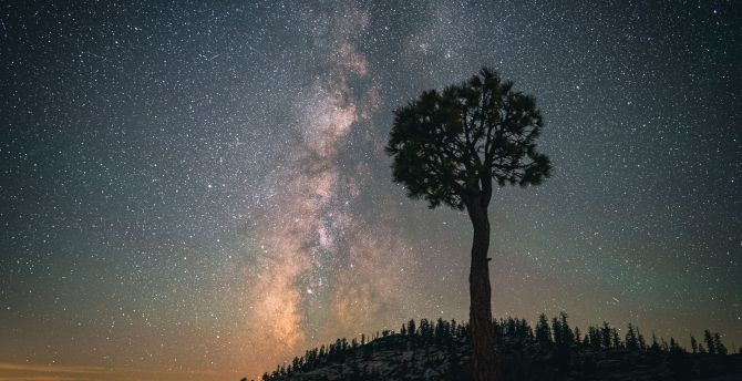 Silhouette, milky way, starry sky, tree wallpaper