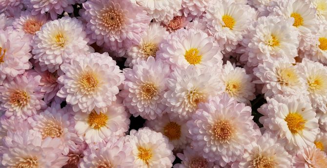 Chrysanthemum, flower, pink wallpaper