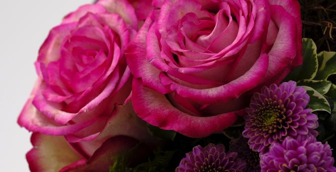Pink roses, decorative, flowers, bloom wallpaper