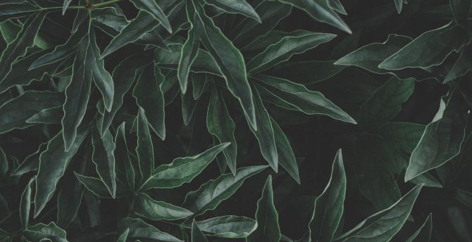 Flora, fresh, green, leaf wallpaper