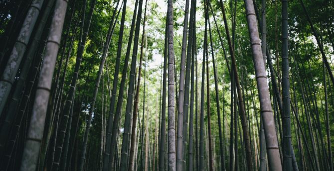 Bamboo, forest, trees, nature wallpaper