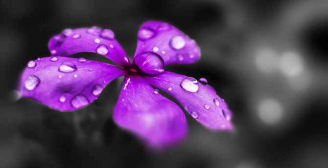 Water drops, Catharanthus roseus, purple flower, blur, close up wallpaper