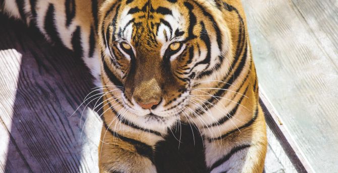 Tiger, predator, animal wallpaper