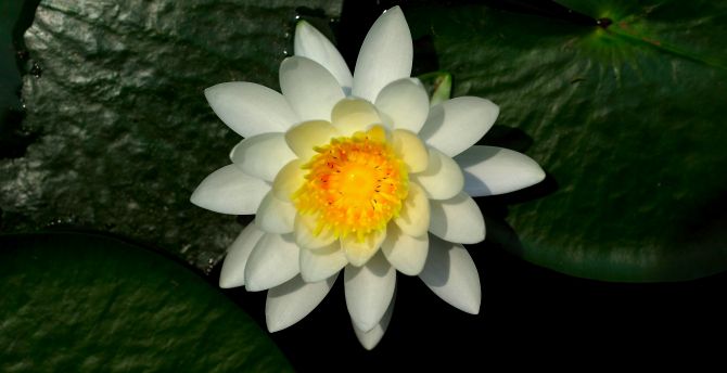 Water lily, white, flower, leaves, bloom wallpaper