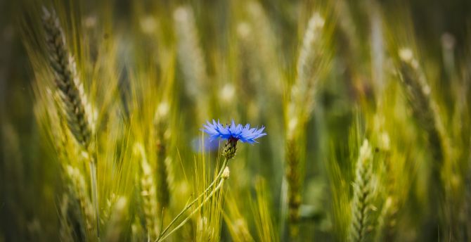 Blue, conflower, wheat farm, blur wallpaper