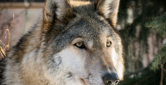 Wolf, the predator, muzzle, wild wallpaper