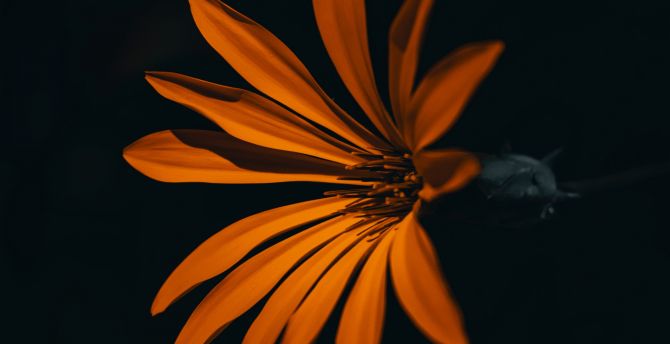 Flower, orange, dark wallpaper