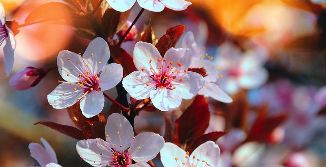 Cherry blossom, pink flowers, close up, spring wallpaper