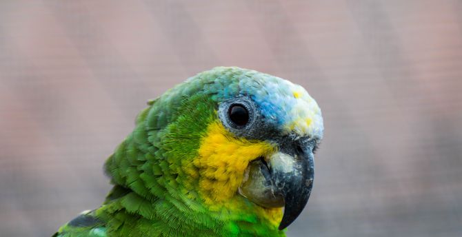 Parrot, colorful, bird, muzzle wallpaper