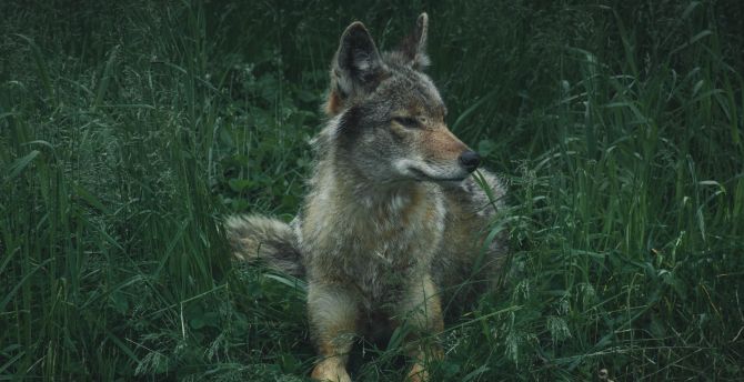 Wolf, sit, grass, calm, predator wallpaper