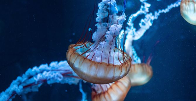 Jellyfish, underwater, aquatic, animals wallpaper