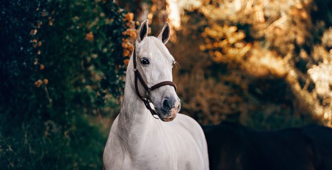 White feline, animal, horse wallpaper
