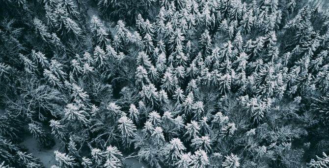 Aerial view, winter, pine trees, frost wallpaper