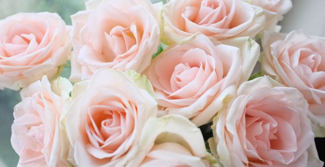 Light pink, roses, bouquet wallpaper