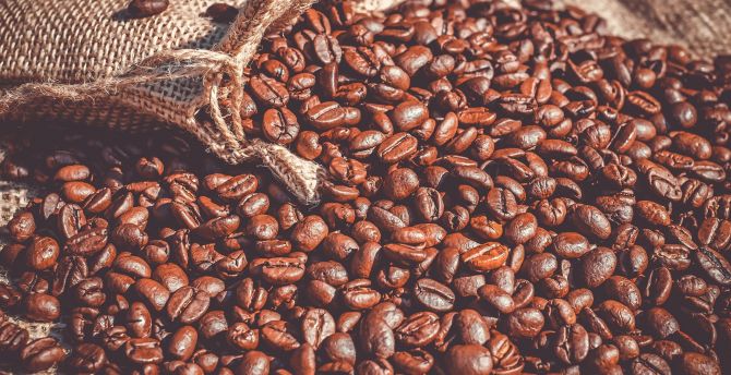 Coffee beans, roasted wallpaper