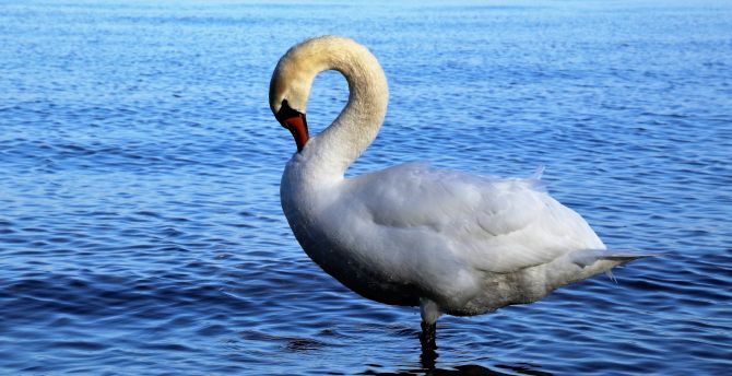 White, swan, bird wallpaper