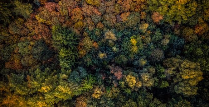 Autumn, trees, forest, aerial view wallpaper