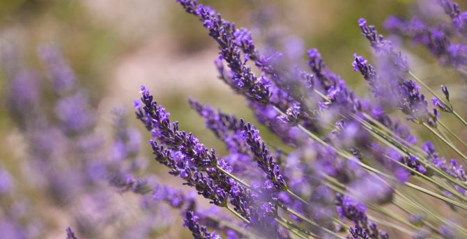 Lavender, plants, meadow, spring, flowers, plants wallpaper