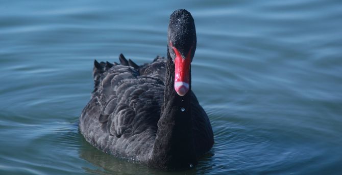 Black swan, bird, swim, water wallpaper
