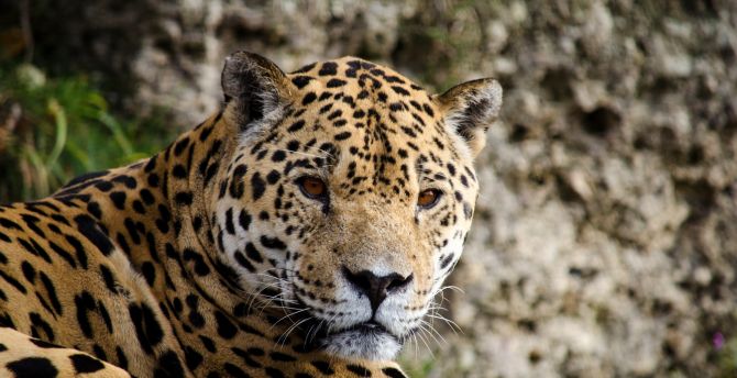 Desktop wallpaper jaguar, predator, animal, stare, muzzle, hd image