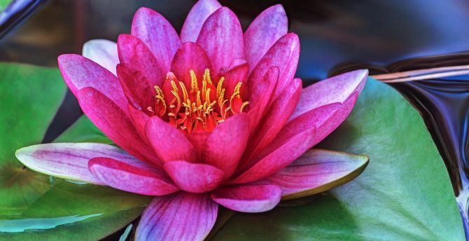 Pink, flower, water lily, close up wallpaper