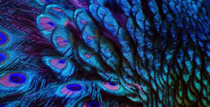 Splendid and colorful peacock feathers, adorable wallpaper
