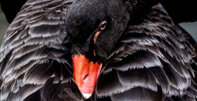 Bird, black swan wallpaper