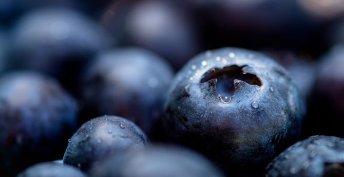 Blueberries, fresh, drops, close up wallpaper