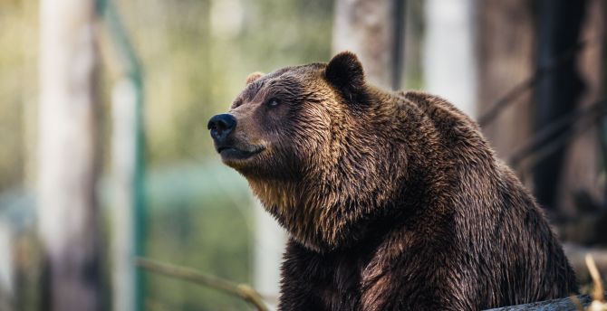 Desktop wallpaper  predator wildlife bear furry hd 