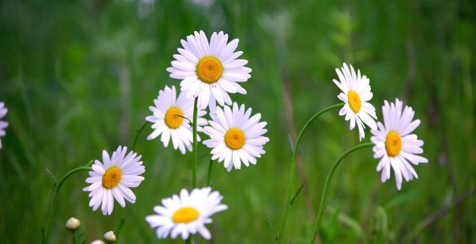 Wallpaper meadow, plants, white daisy, blur desktop wallpaper, hd image ...