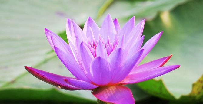 Water lily, bloom, pink, beautiful, flora wallpaper