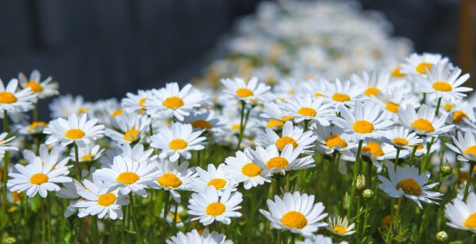 Meadow, spring, flowers, white daisy wallpaper