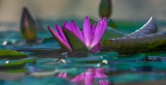 Water lily, pink, reflections, lake, close up wallpaper