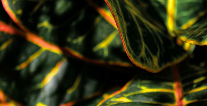 Plant's leaves, close up, leaves, variegated, Croton wallpaper