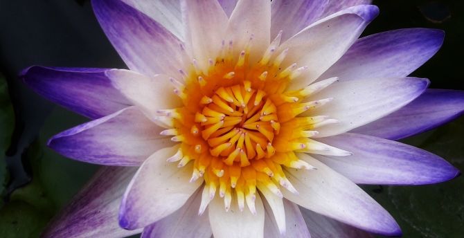 Lotus, water lily, close up wallpaper