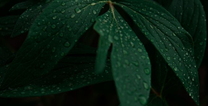 Droplets on leaves, drops, plant wallpaper