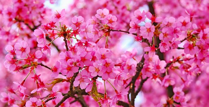 Wallpaper cherry blossom, pink flowers, nature desktop wallpaper, hd image,  picture, background, faf104 | wallpapersmug