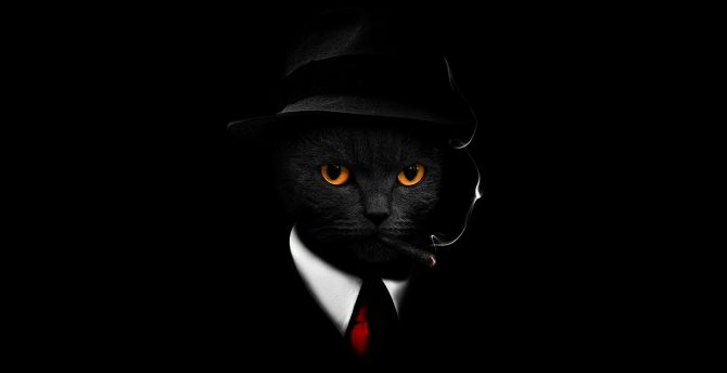 Black cat in suit, black hat & cigar, dark wallpaper